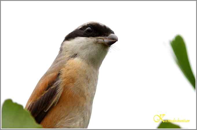 伯劳与白鹭【照片}