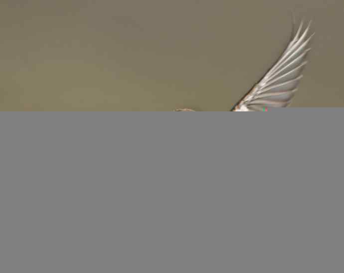 悬停，是一种尽职尽责（组图，22张图片）