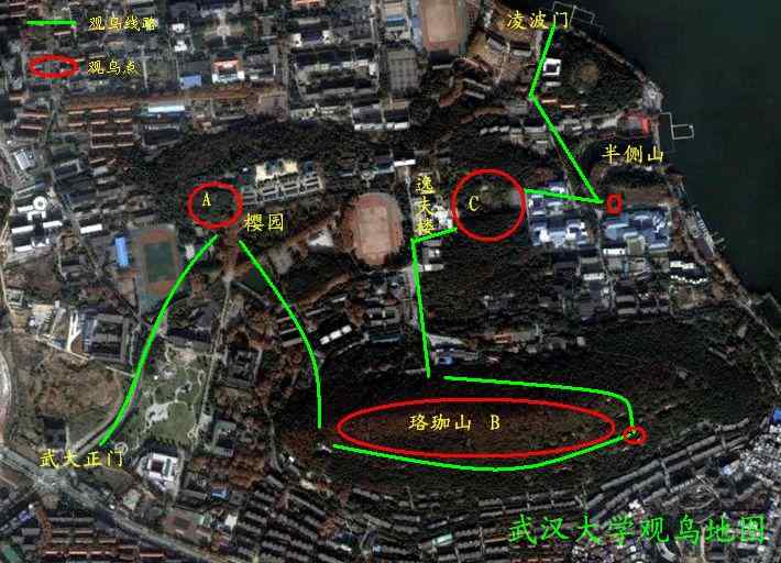 武汉观鸟会初级观鸟讲座[第6课]——武汉大学的鸫