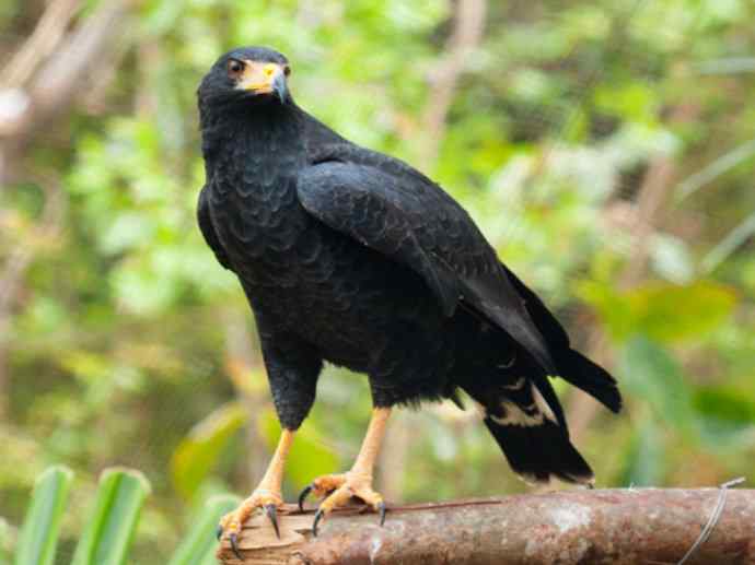 犬科：狐亚科伪狐属之阿根廷狐、山狐、达尔文狐