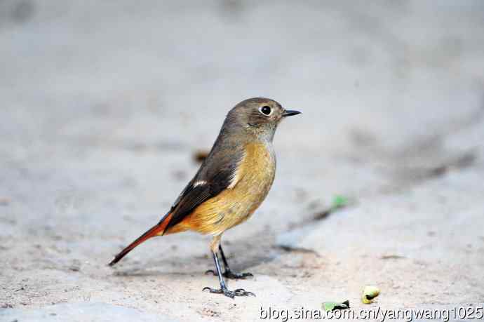 雌性北红尾鸲（8）