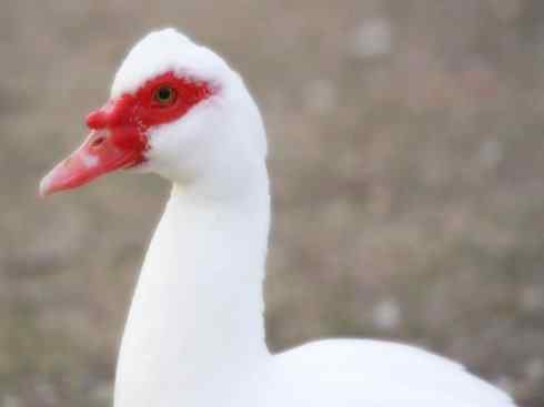 雁鸭之最之二 雁鸭之最之二