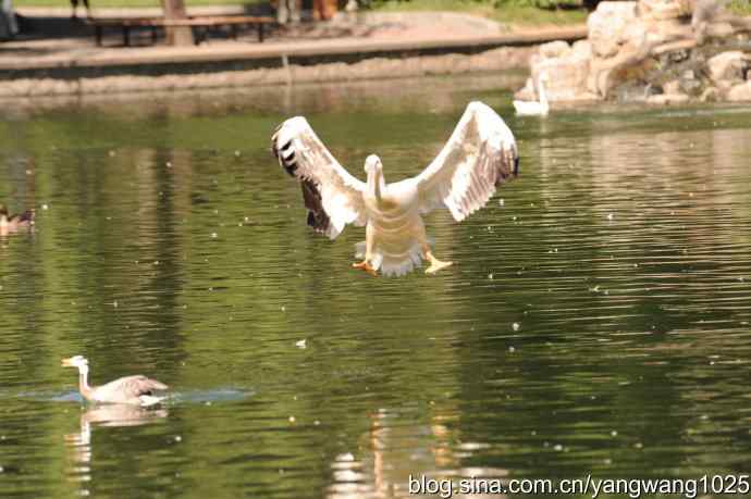 北京动物园的鸟类——杂片（酷暑随拍）