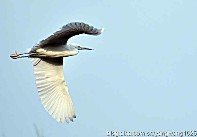 又见白鹭飞 wbr wbr1