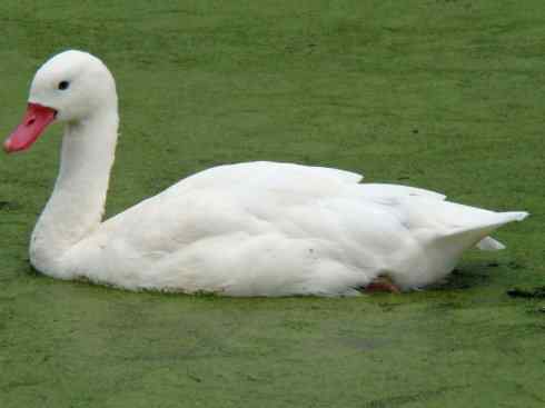 犬科：狐亚科伪狐属之高地狐、河狐、秘鲁狐