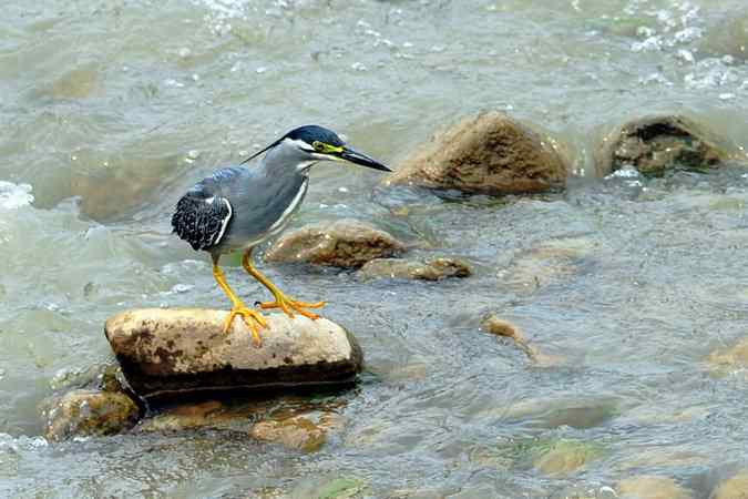 绿鹭的栖息地(密云潮白河畔)