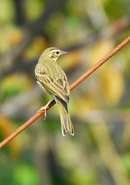 请教鸟的名字：树鹨、斑鸫