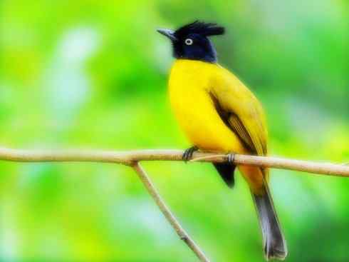 美丽无罪：雀鸟之欣赏2