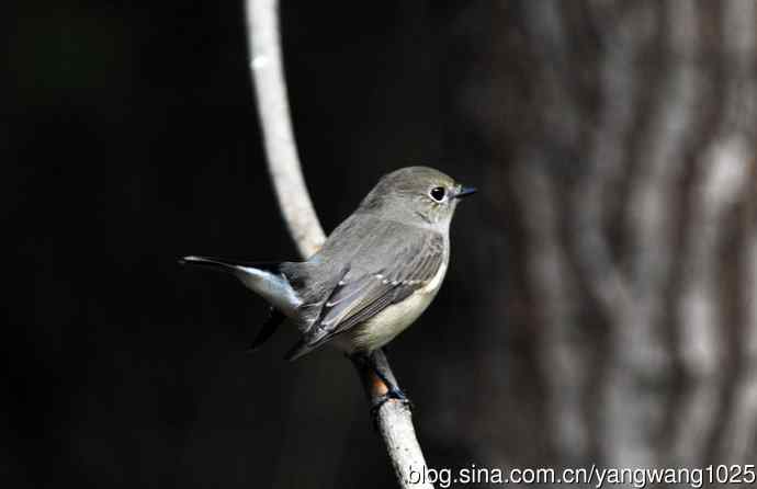 红喉姬鹟(22) 红喉姬鹟(22)