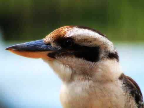 天生猎手：非猛禽类猎手之二（雀鸟也是屠夫——伯劳）