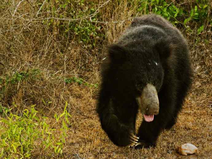 盘点十二大著名食蚁动物：懒熊