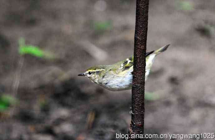 黄眉柳莺（21）