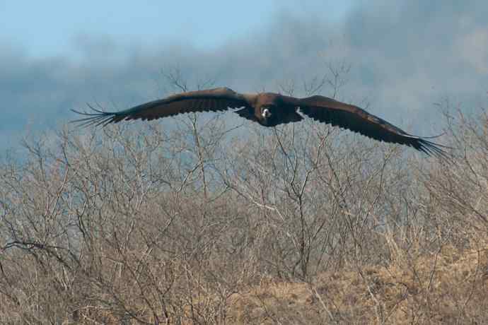 新拍座山雕☆☆ 新拍座山雕☆☆