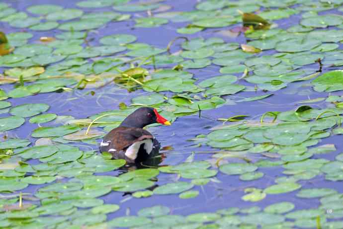 北京将府公园的鸟类——黑水鸡