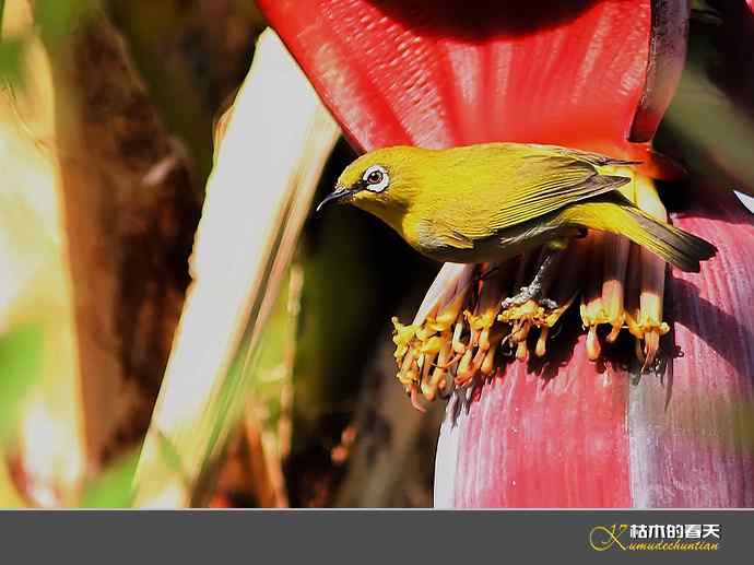 云南拍鸟：灰腹绣眼【实拍】
