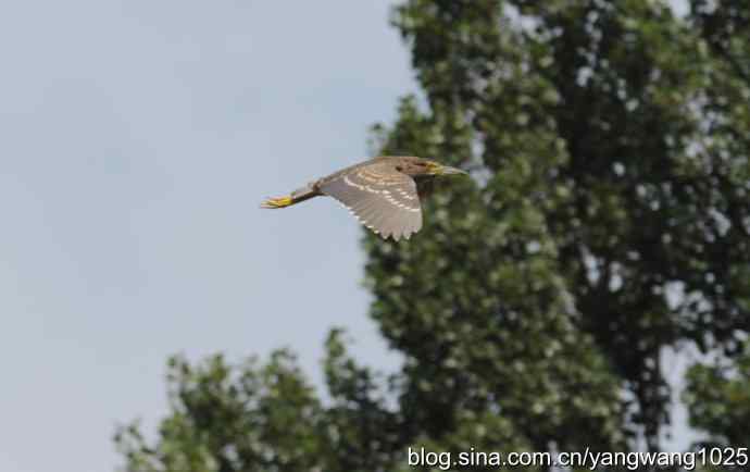 夜鹭与鹈鹕（抓拍）