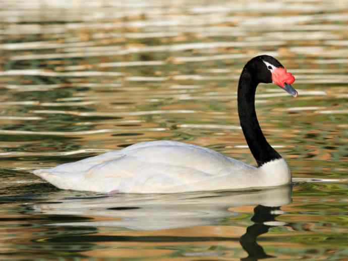 犬科：狐亚科伪狐属之高地狐、河狐、秘鲁狐