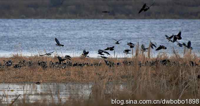 初冬沙河 wbr寒鸦满天