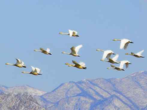 自然奇观：动物大迁徙(游禽)