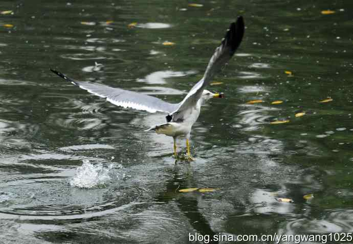 北京动物园的鸟类——海鸥(1)