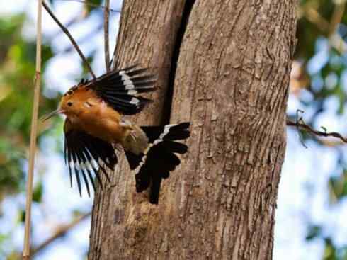 绝色攀禽:戴胜与林戴胜 绝色攀禽:戴胜与林戴胜