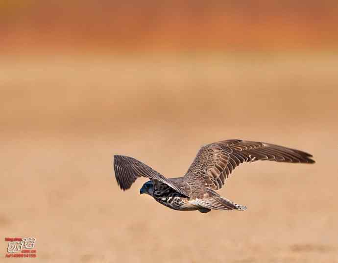 官厅水库&nbsp;wbr路&nbsp;wbr威武的猎隼