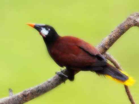 奇特的盔：拟椋鸟