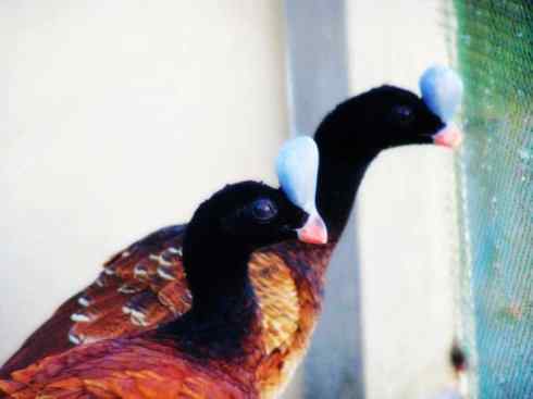 奇特的盔：盔凤冠雉