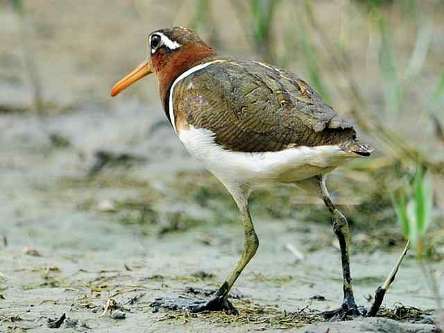 衡水湖印象(彩鹬及其它)