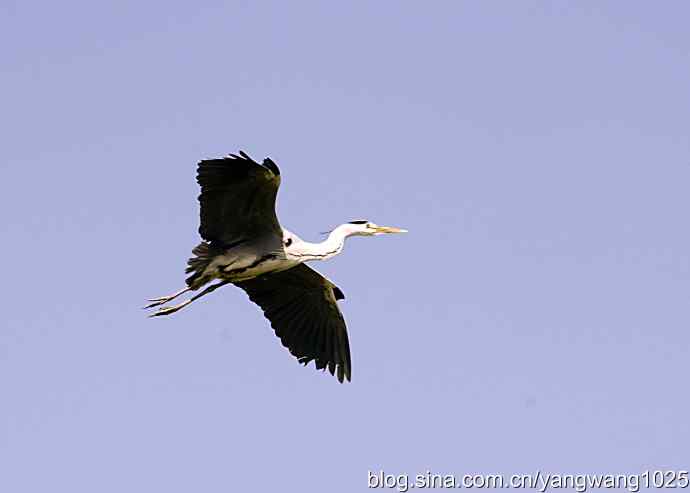 苍鹭 wbr3 苍鹭 wbr3