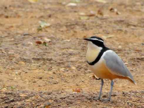 雀鸟也彪悍：与鳄共舞（埃及鸻）