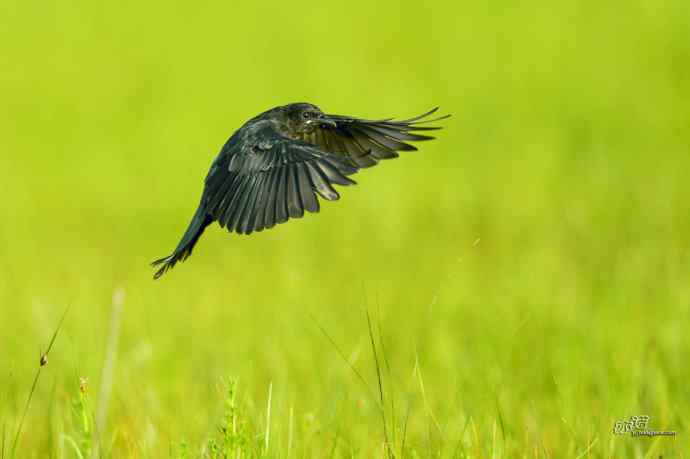 野鸭湖的黑衣舞者