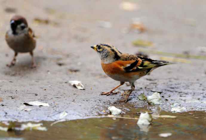 燕雀(抓拍)1 燕雀(抓拍)1