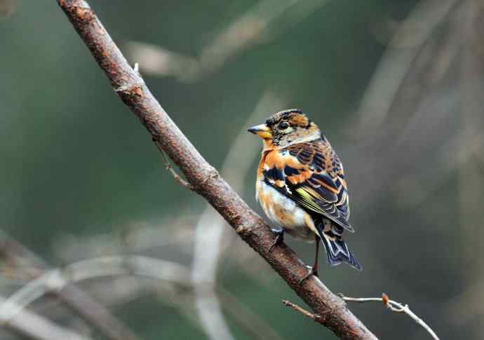 燕雀(抓拍)7 燕雀(抓拍)7