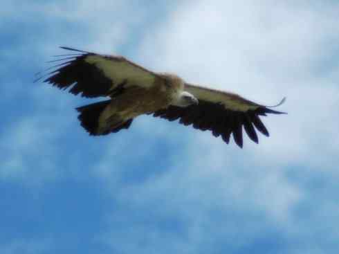 鸟类之最：高山兀鹫