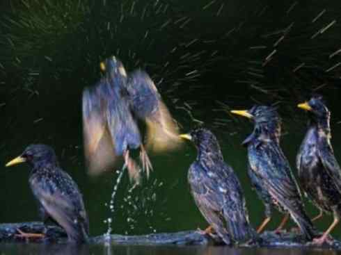 自然奇观：动物大迁徙(燕鸥类)