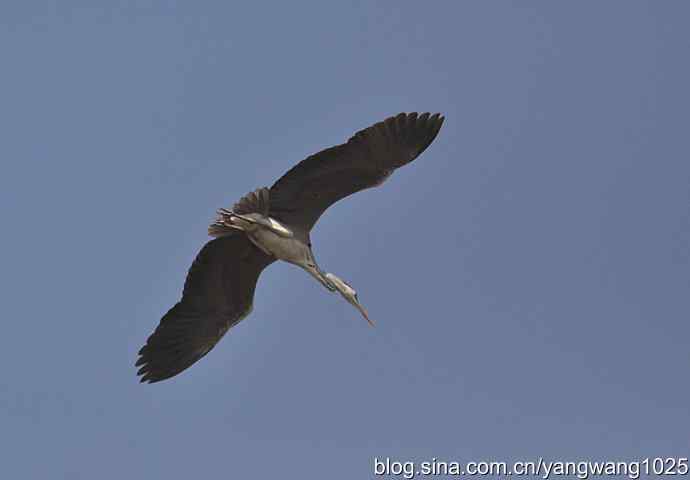 北京上庄水库拍鸟收获——（苍鹭）4