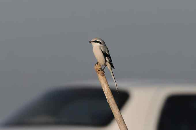 【新鸟】鹊鹞（雌）：野鸭湖之秋