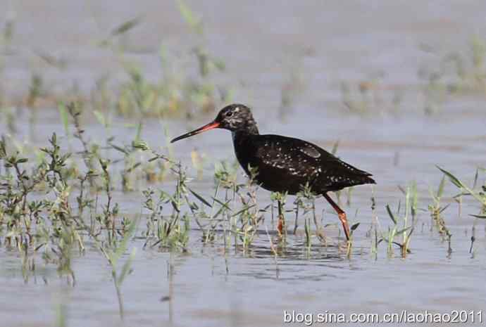 内蒙行的几种菜鸟
