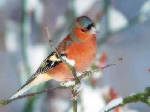 家禽驯化之源之三十二