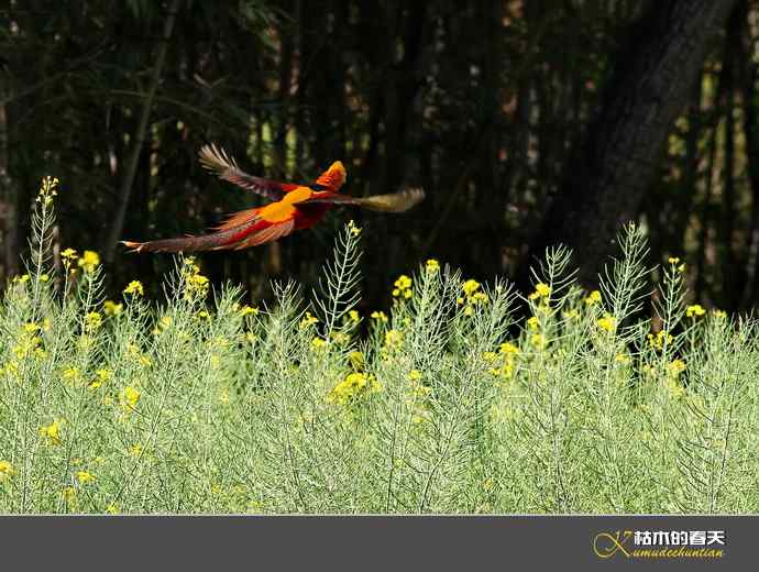 洋县拍鸟：红腹锦鸡