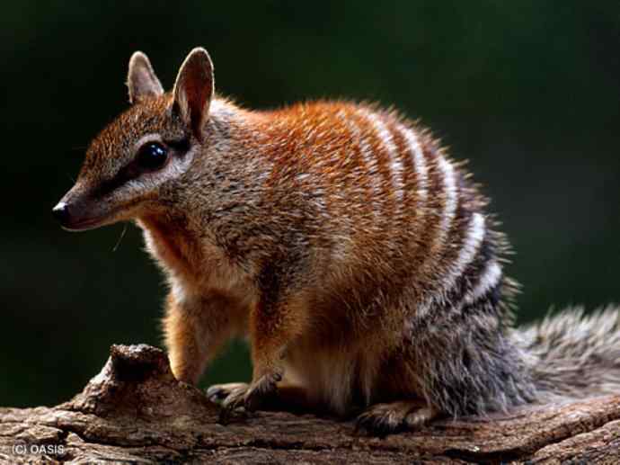 盘点十二大著名食蚁动物：袋食蚁兽