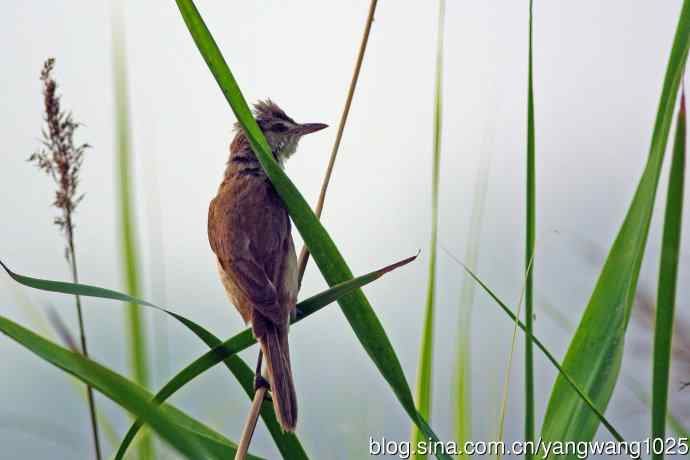 捉虫育雏的东方大苇莺（2）