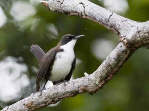 雀鸟也彪悍：别惹我（小嘲鸫）