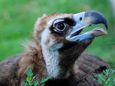 鸟类之最:大秃鹫