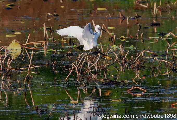 小白鹭黄昏捕鱼