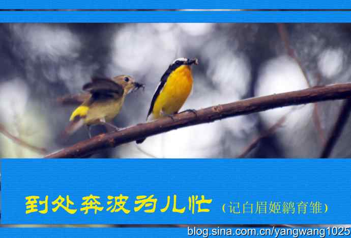 北京植物园的鸟类——到处奔波为儿忙（记白眉姬鹟育雏）