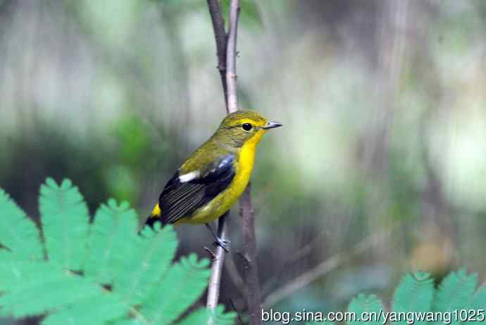 雄性绿背姬鶲（4）