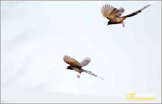 白头小鸟&bull;红嘴蓝鹊【照片】