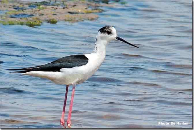  点击图片或使用键盘← →翻页